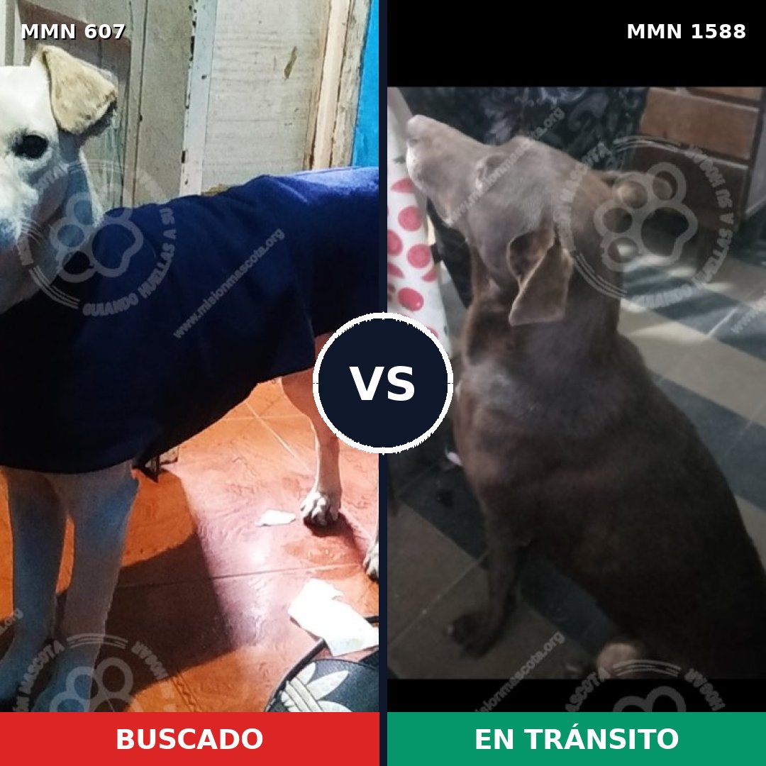Comparativa MMS 32240: mascota perdida y mascota encontrada, 63% de similitud