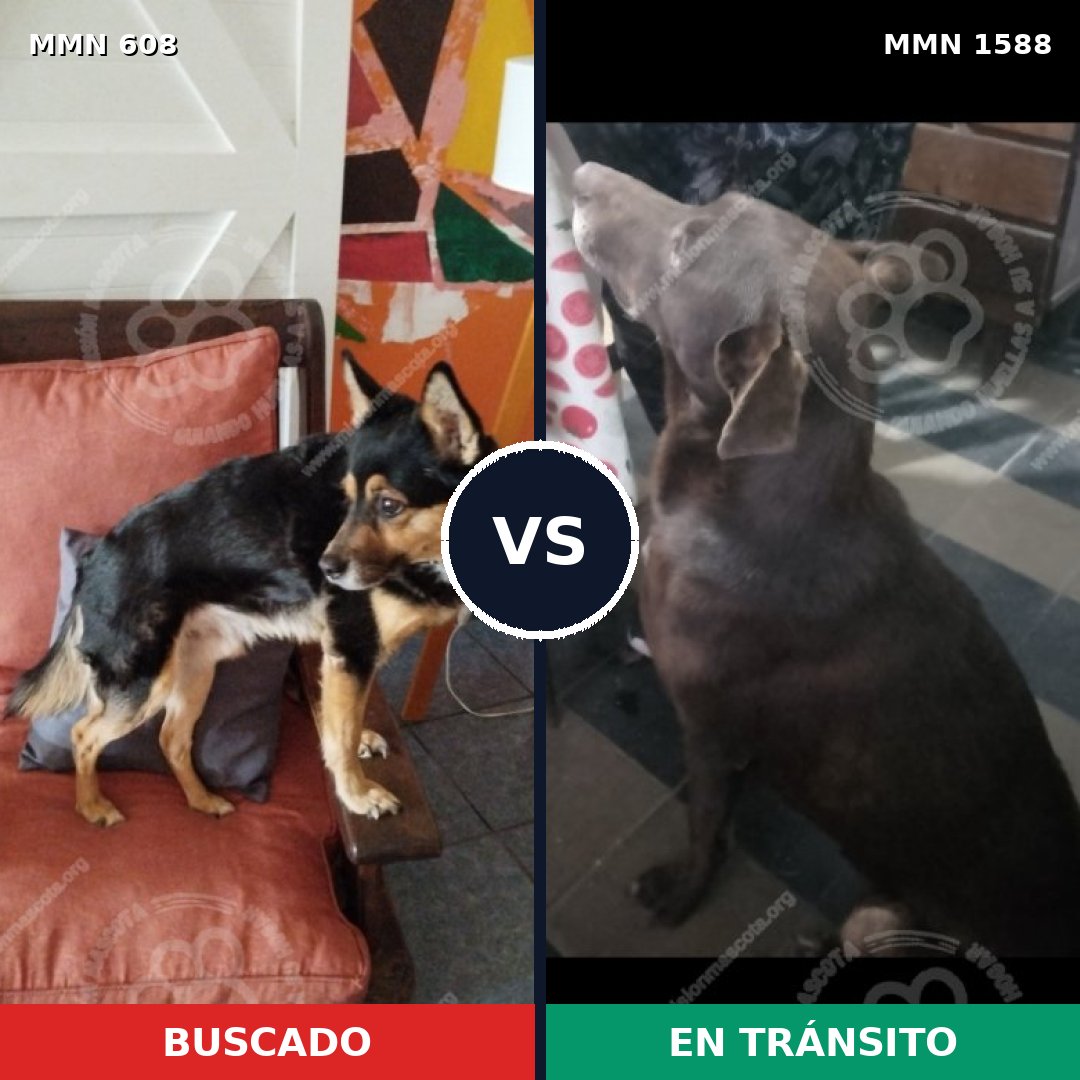Comparativa MMS 32241: mascota perdida y mascota encontrada, 52% de similitud