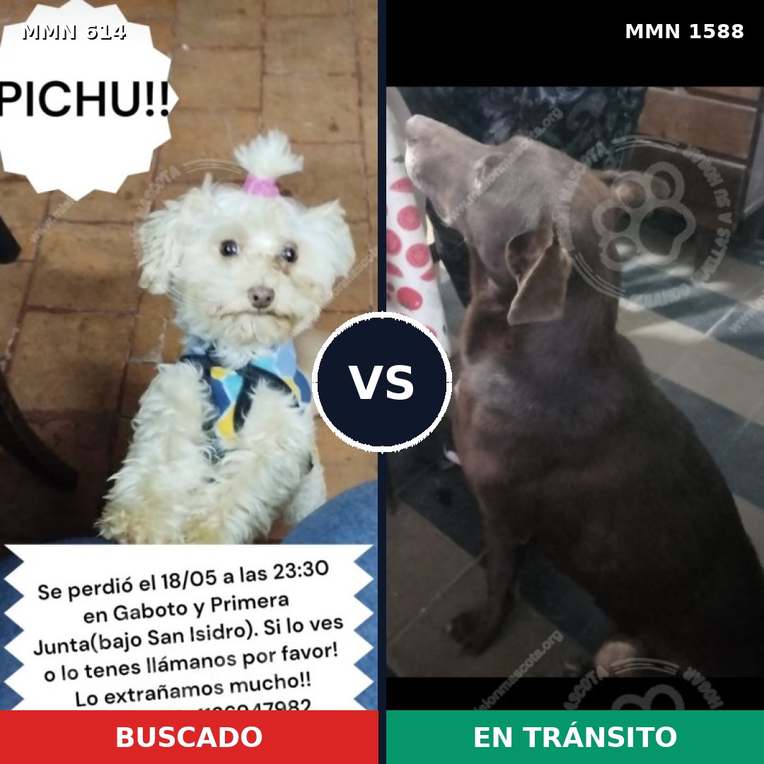 Comparativa MMS 32242: mascota perdida y mascota encontrada, 25% de similitud