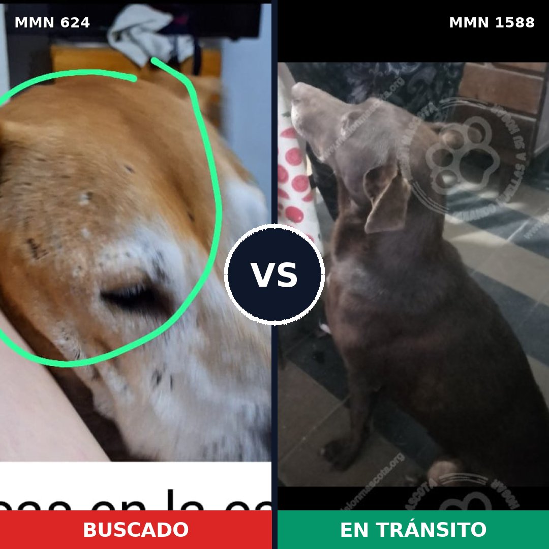 Comparativa MMS 32243: mascota perdida y mascota encontrada, 40% de similitud
