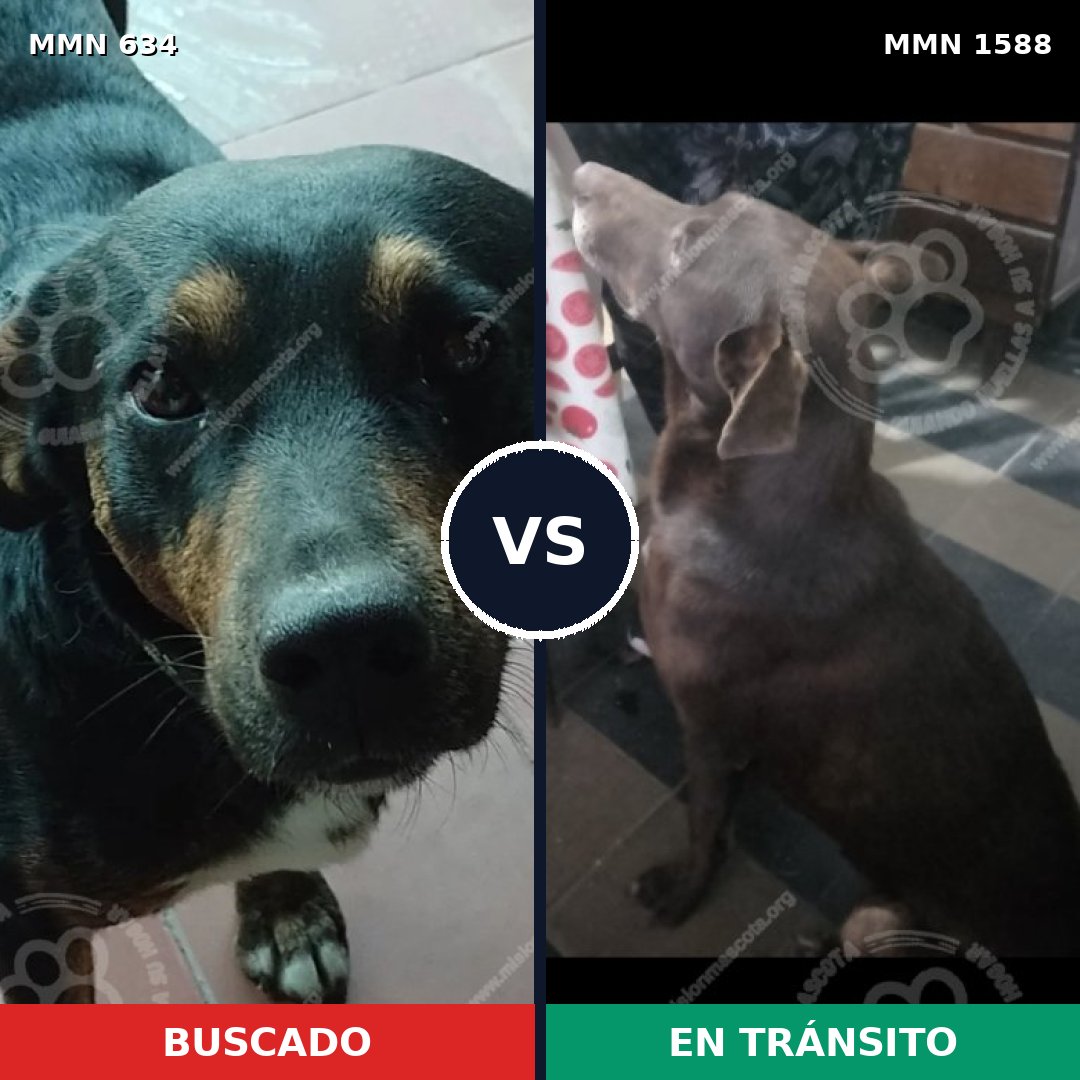 Comparativa MMS 32244: mascota perdida y mascota encontrada, 59% de similitud