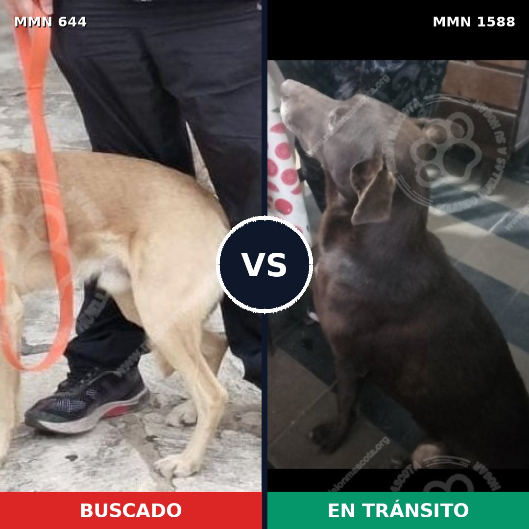 Comparativa MMS 32247: mascota perdida y mascota encontrada, 62% de similitud