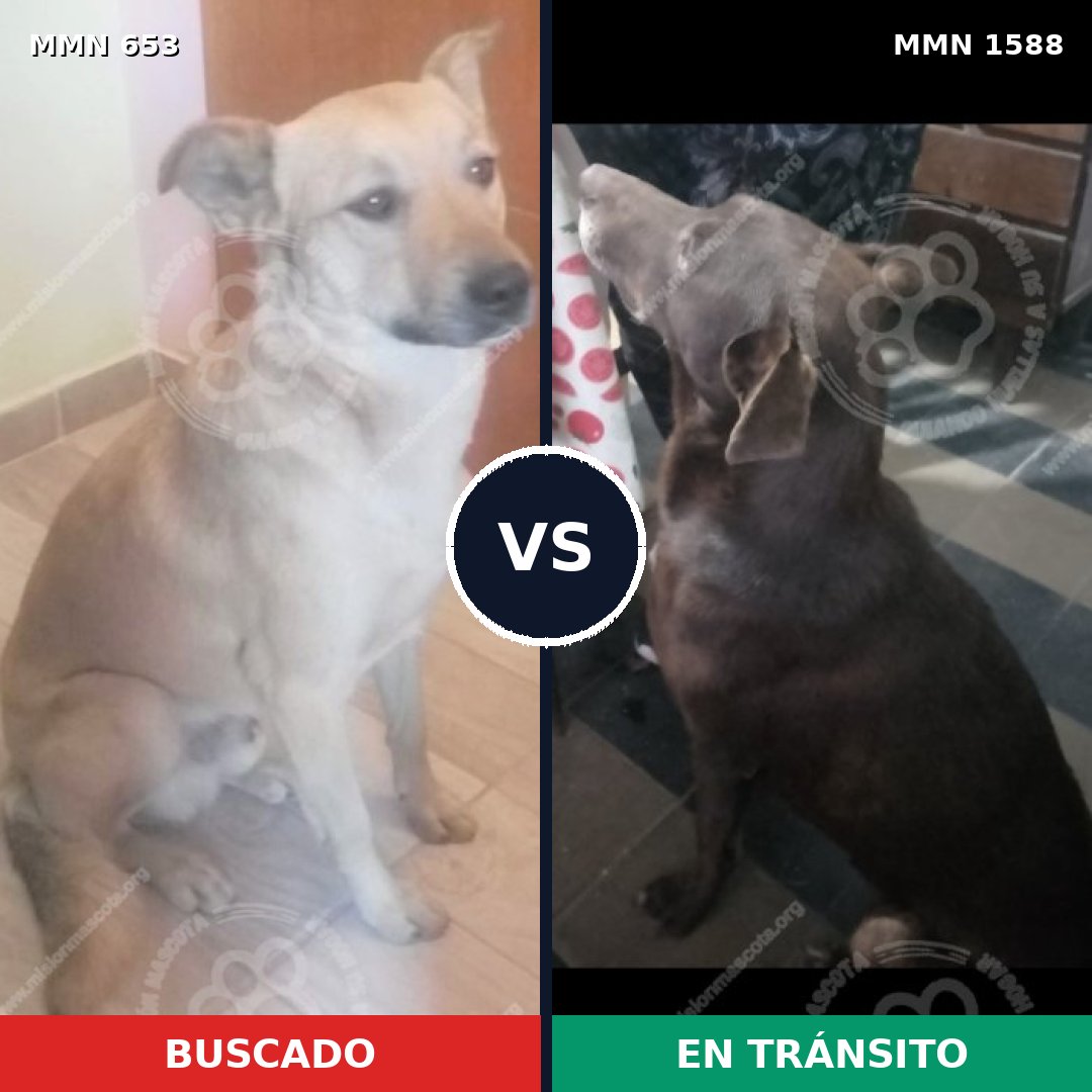 Comparativa MMS 32249: mascota perdida y mascota encontrada, 55% de similitud