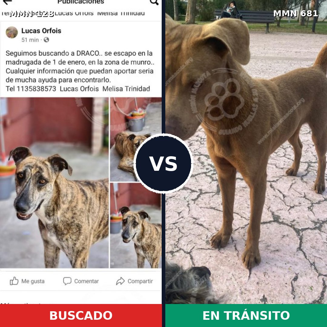 Comparativa MMS 3225: mascota perdida y mascota encontrada, 61% de similitud