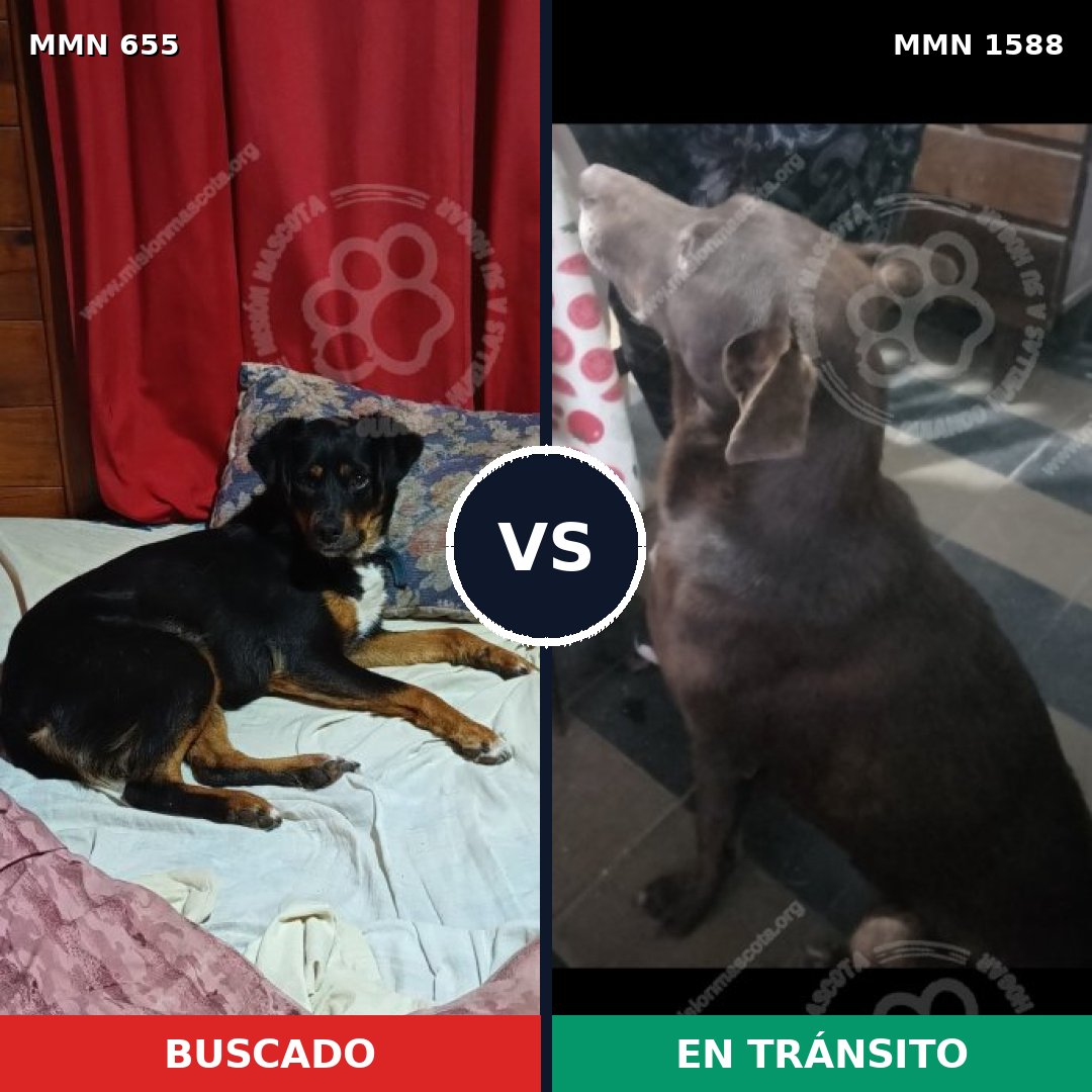 Comparativa MMS 32250: mascota perdida y mascota encontrada, 37% de similitud