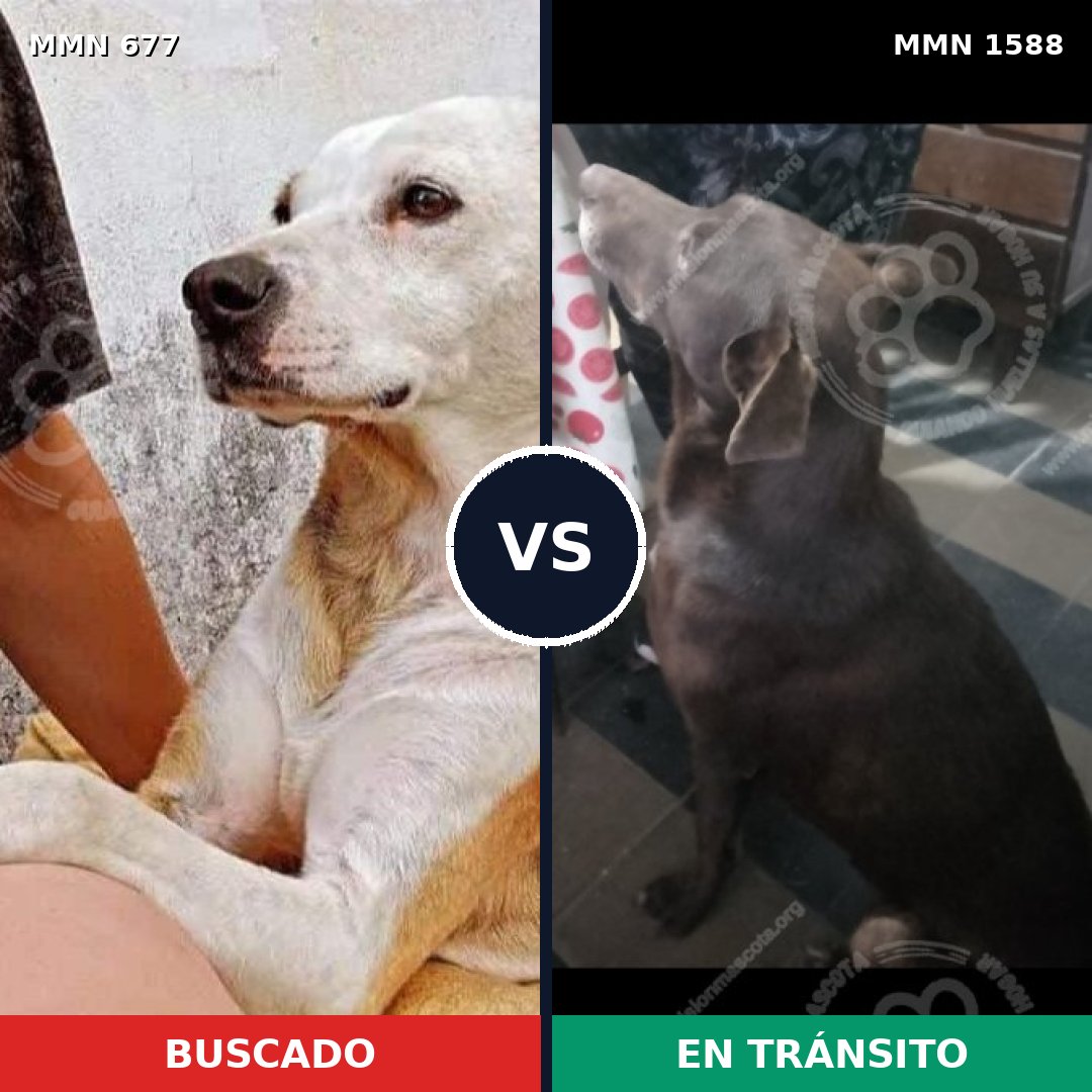 Comparativa MMS 32252: mascota perdida y mascota encontrada, 53% de similitud
