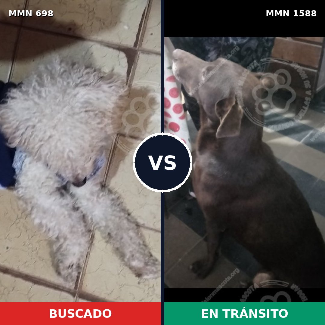 Comparativa MMS 32253: mascota perdida y mascota encontrada, 24% de similitud