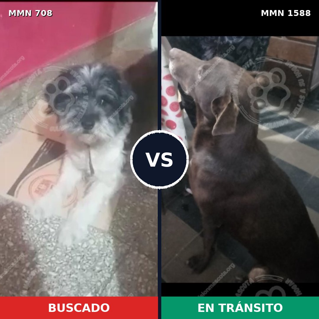 Comparativa MMS 32254: mascota perdida y mascota encontrada, 24% de similitud