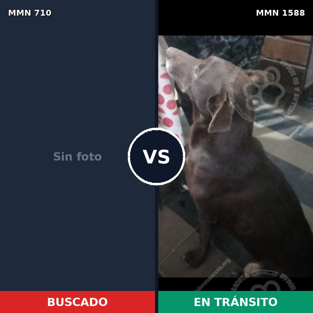 Comparativa MMS 32255: mascota perdida y mascota encontrada, 33% de similitud
