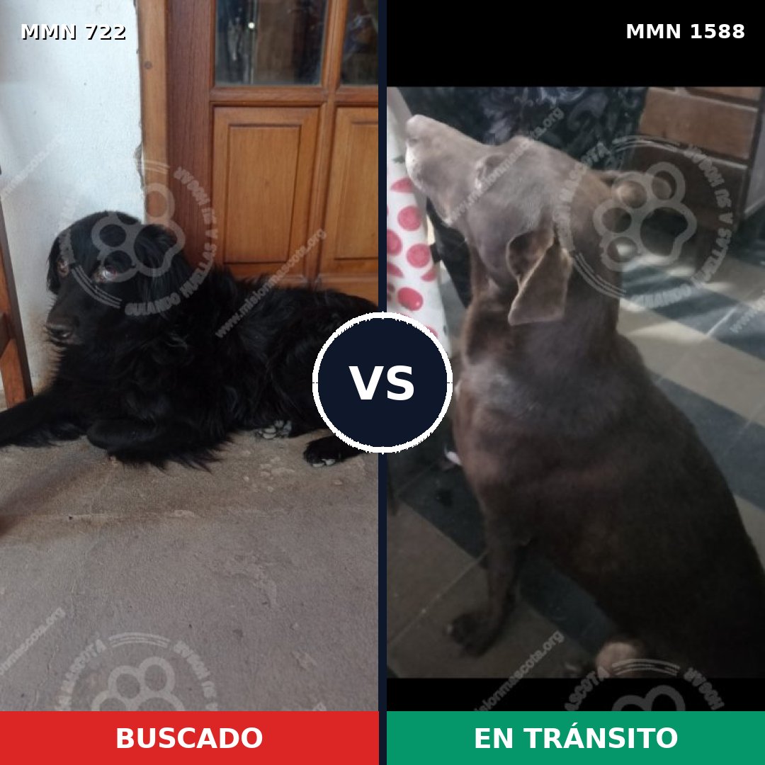 Comparativa MMS 32256: mascota perdida y mascota encontrada, 27% de similitud