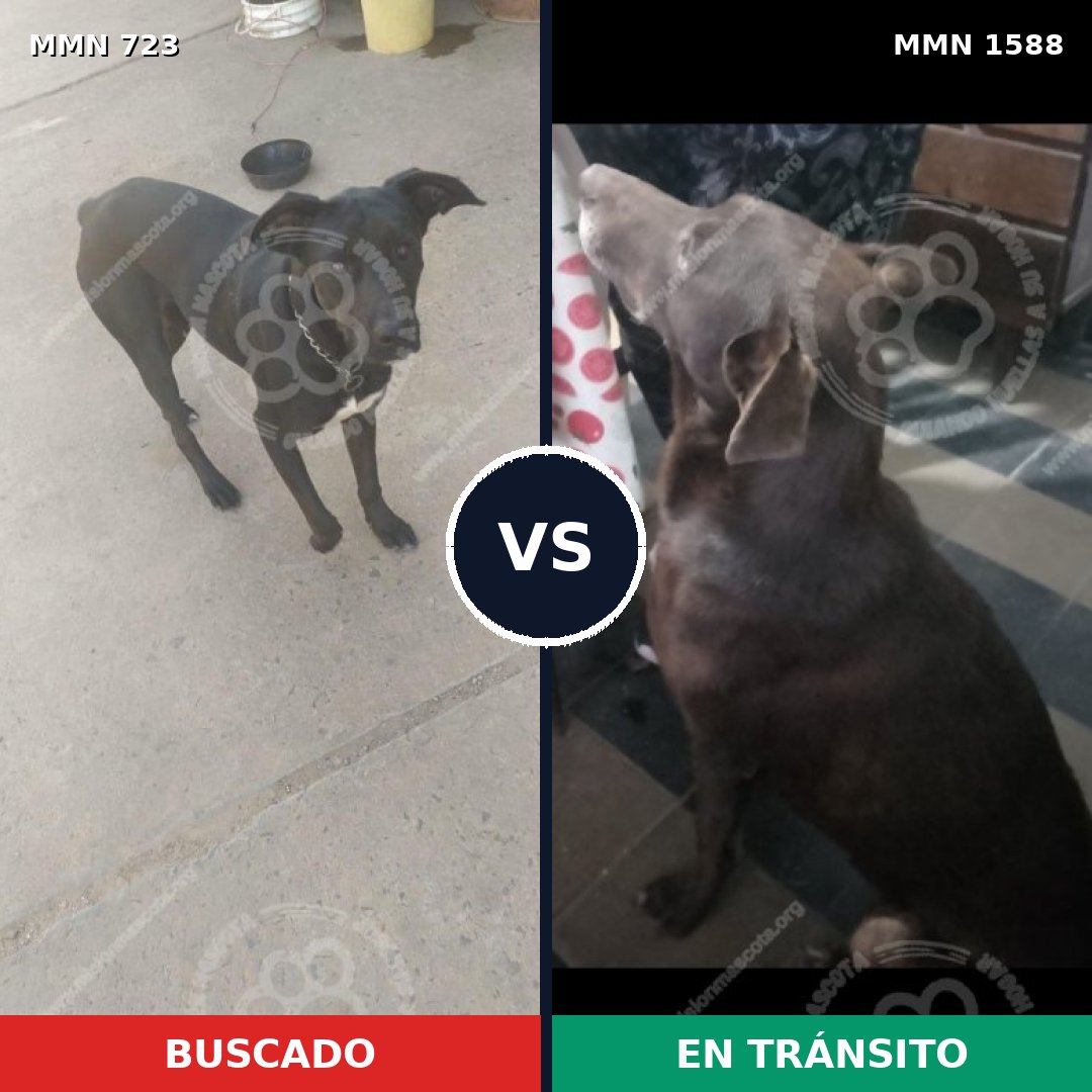 Comparativa MMS 32257: mascota perdida y mascota encontrada, 63% de similitud