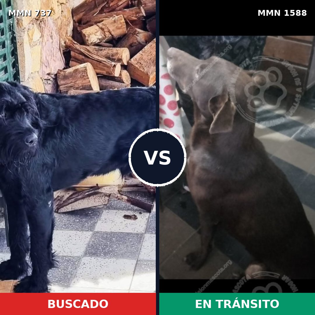 Comparativa MMS 32258: mascota perdida y mascota encontrada, 25% de similitud