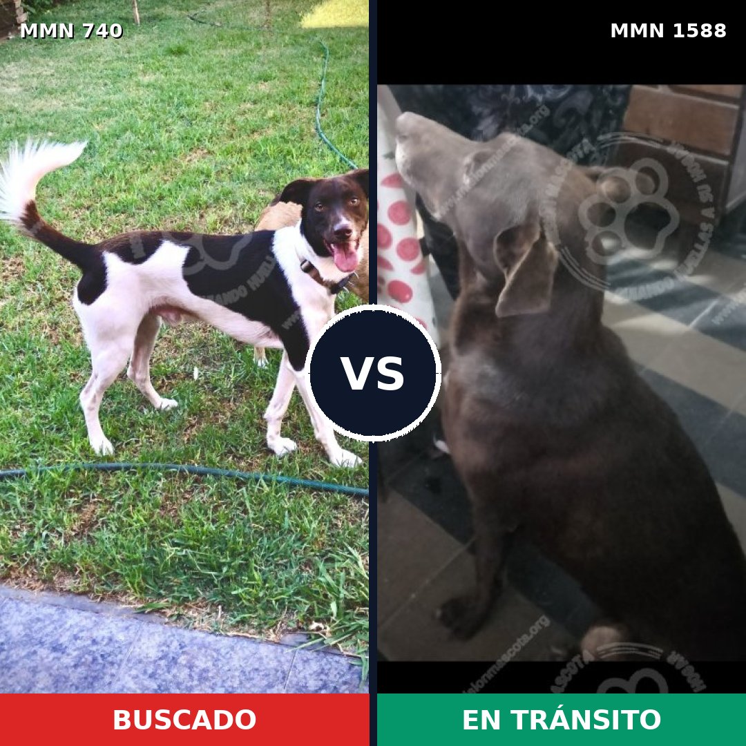 Comparativa MMS 32259: mascota perdida y mascota encontrada, 52% de similitud