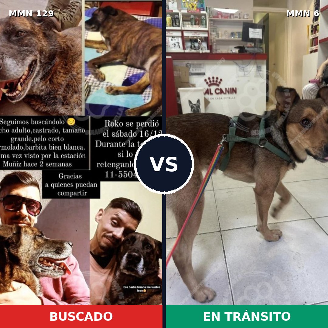 Comparativa MMS 3226: mascota perdida y mascota encontrada, 11% de similitud