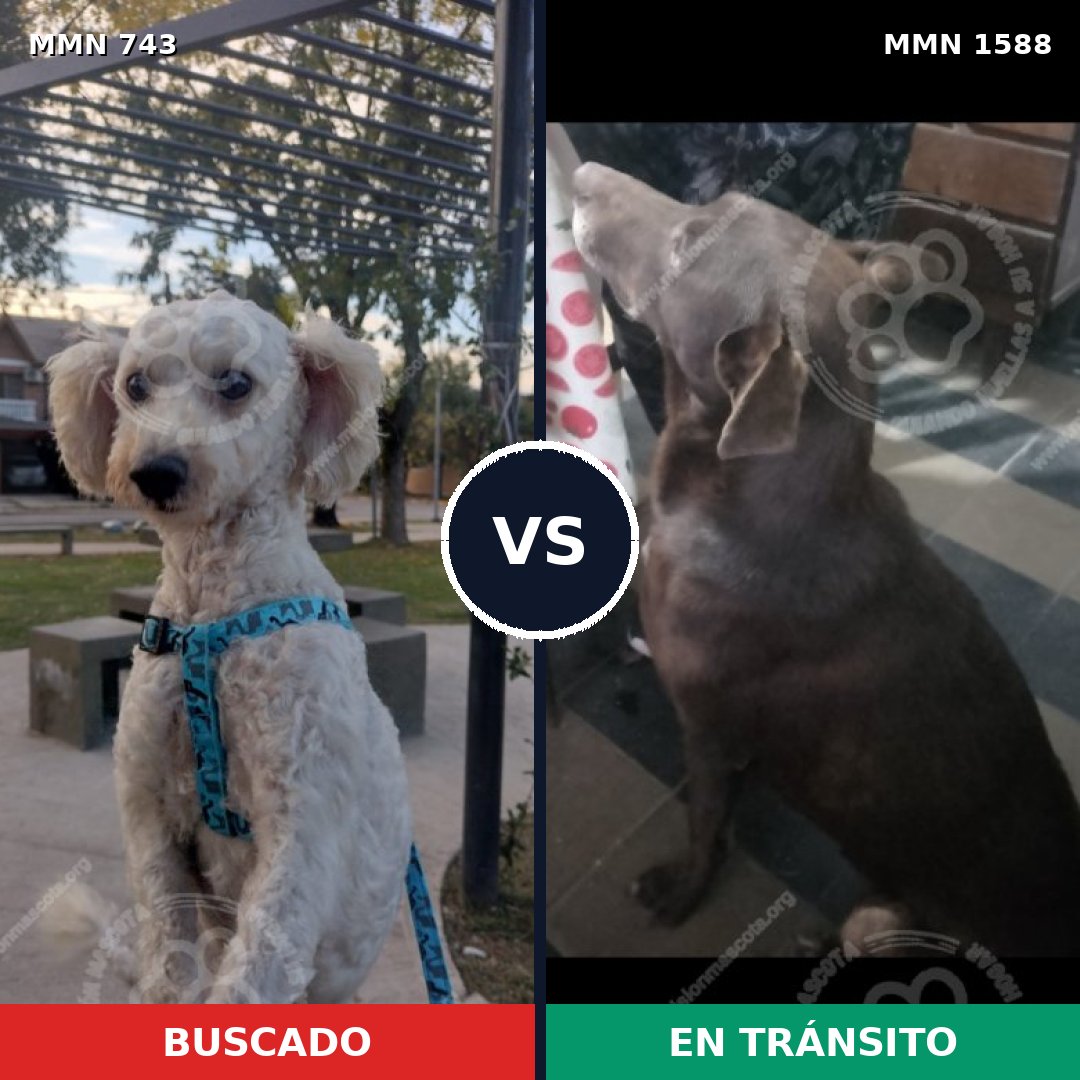 Comparativa MMS 32260: mascota perdida y mascota encontrada, 34% de similitud