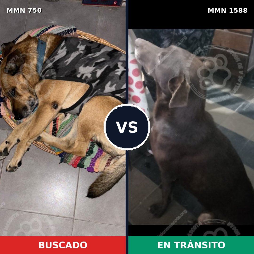 Comparativa MMS 32261: mascota perdida y mascota encontrada, 52% de similitud