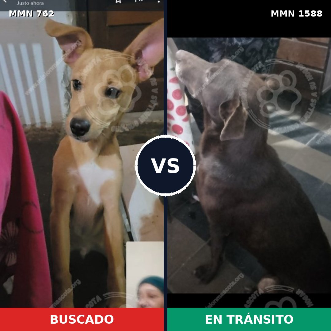 Comparativa MMS 32262: mascota perdida y mascota encontrada, 53% de similitud