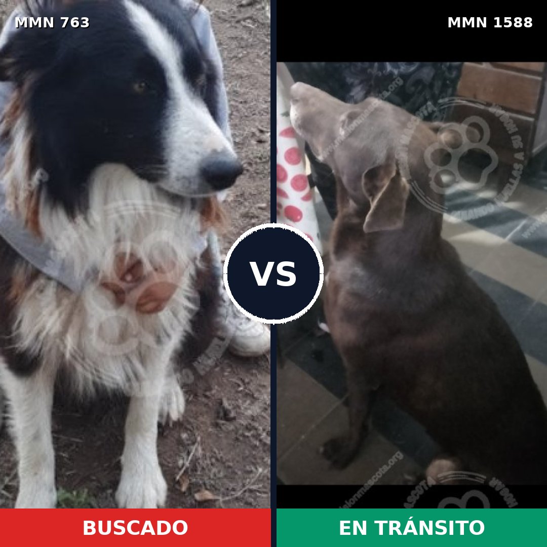 Comparativa MMS 32263: mascota perdida y mascota encontrada, 28% de similitud
