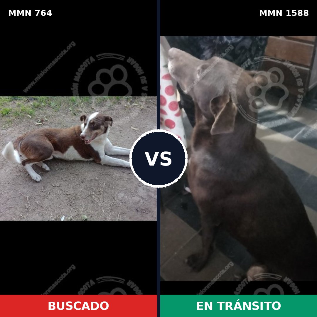 Comparativa MMS 32264: mascota perdida y mascota encontrada, 44% de similitud