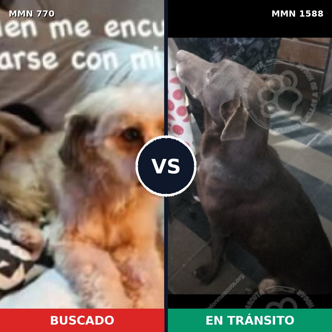 Comparativa MMS 32265: mascota perdida y mascota encontrada, 49% de similitud
