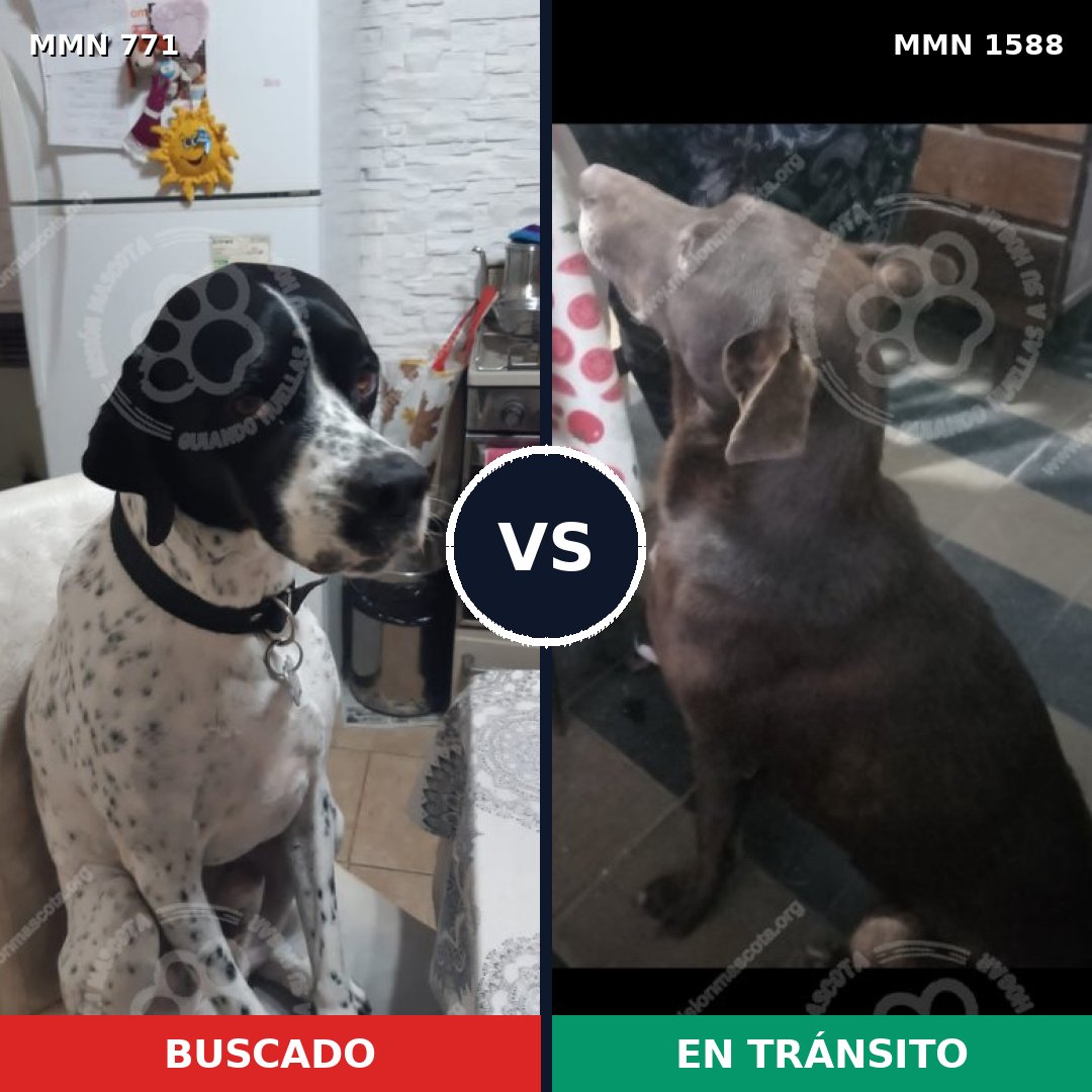 Comparativa MMS 32266: mascota perdida y mascota encontrada, 47% de similitud