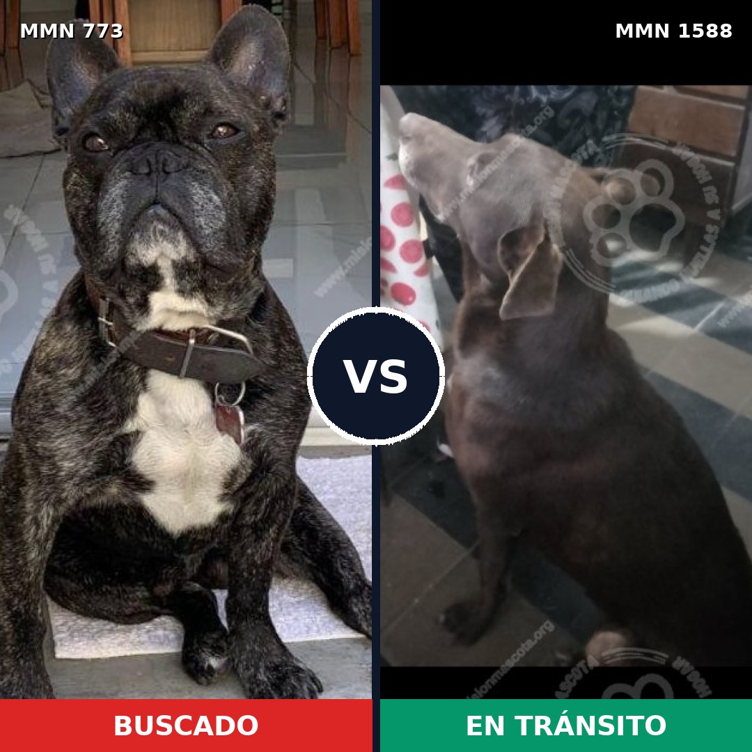 Comparativa MMS 32267: mascota perdida y mascota encontrada, 26% de similitud