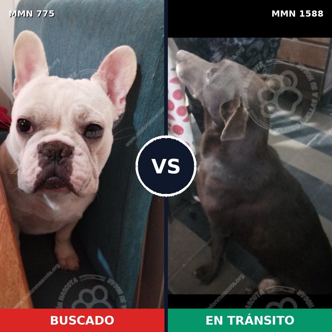 Comparativa MMS 32268: mascota perdida y mascota encontrada, 27% de similitud