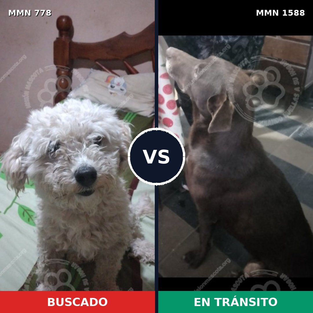 Comparativa MMS 32269: mascota perdida y mascota encontrada, 33% de similitud