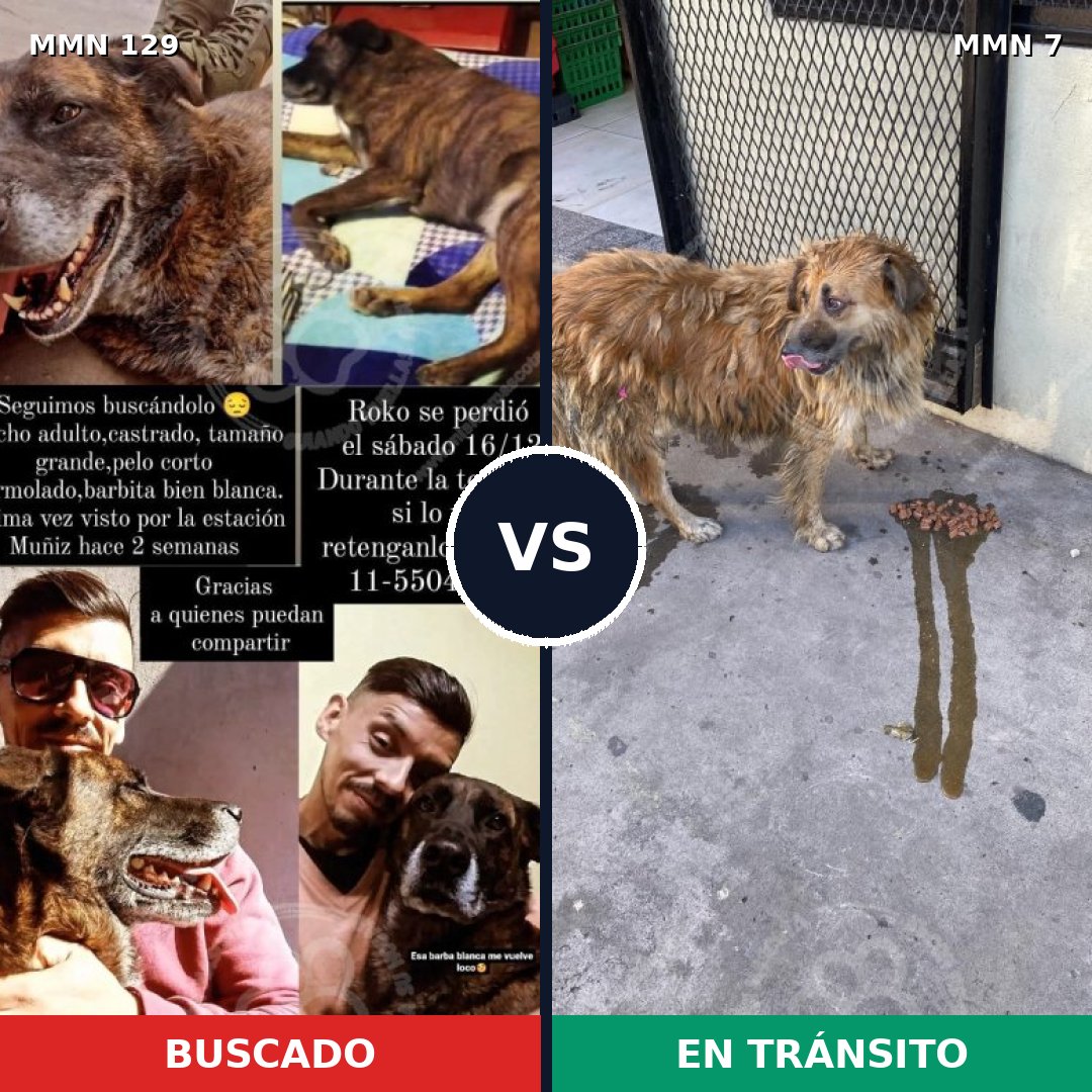 Comparativa MMS 3227: mascota perdida y mascota encontrada, 60% de similitud