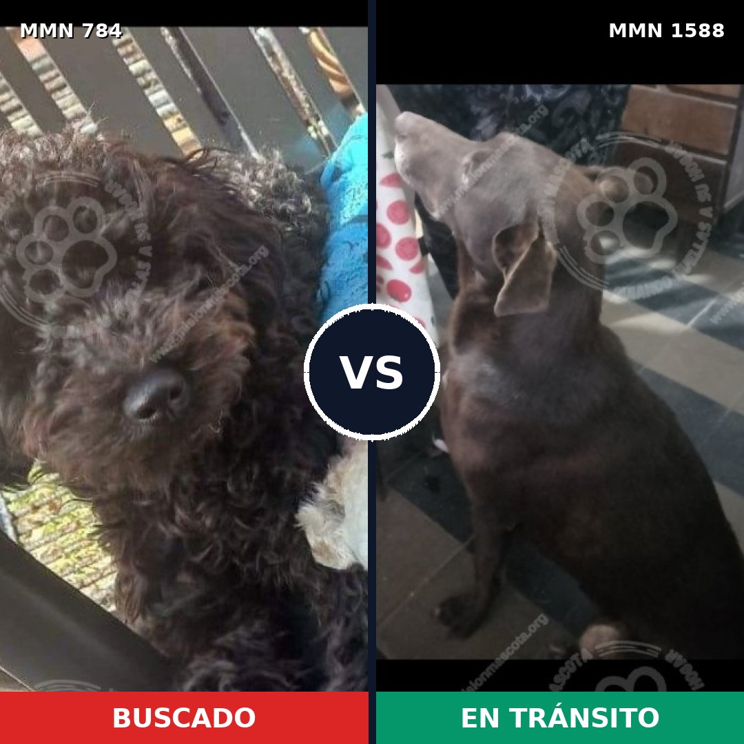 Comparativa MMS 32270: mascota perdida y mascota encontrada, 27% de similitud
