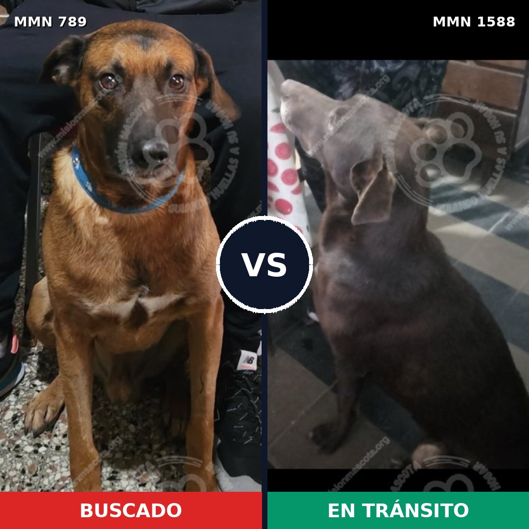 Comparativa MMS 32271: mascota perdida y mascota encontrada, 63% de similitud