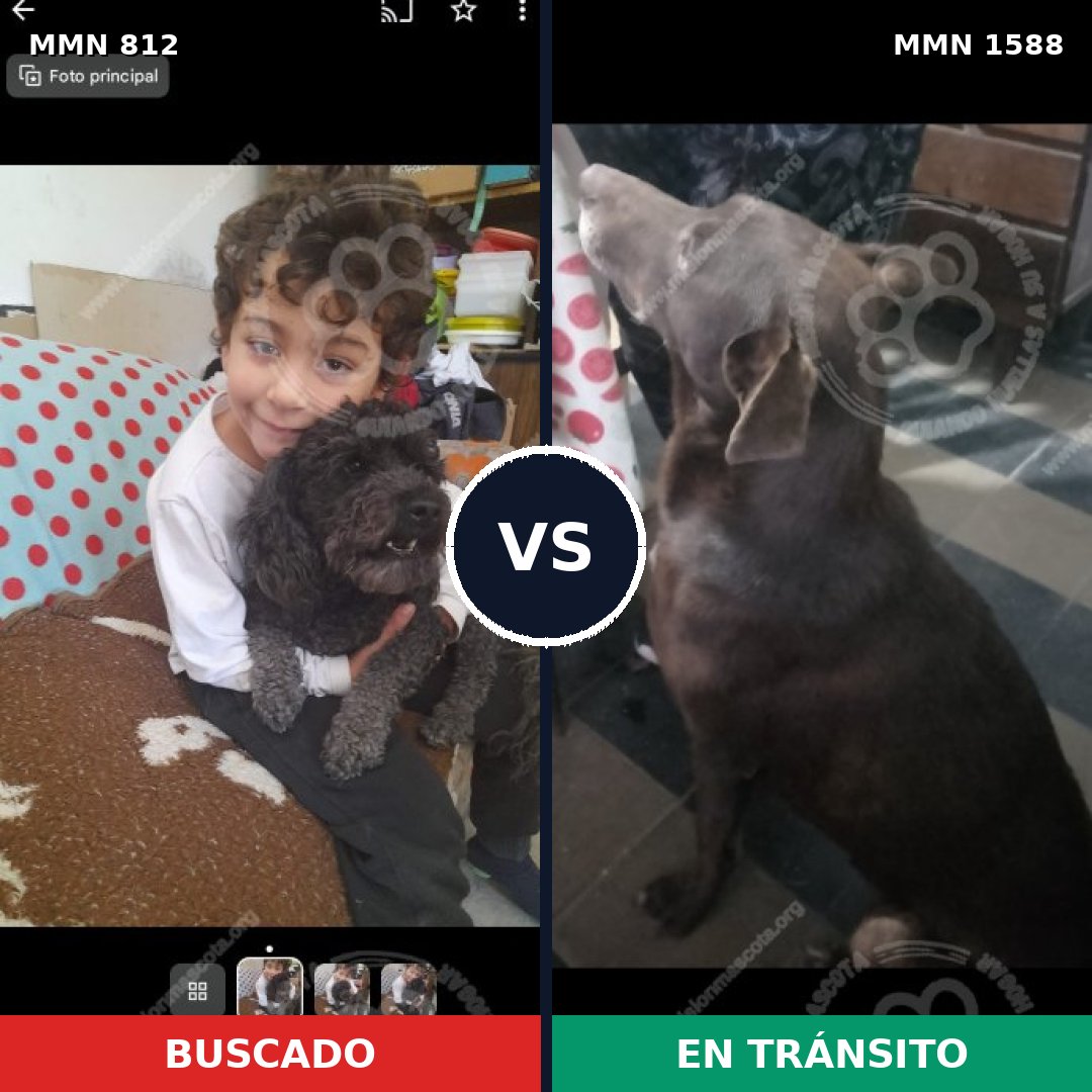 Comparativa MMS 32273: mascota perdida y mascota encontrada, 25% de similitud