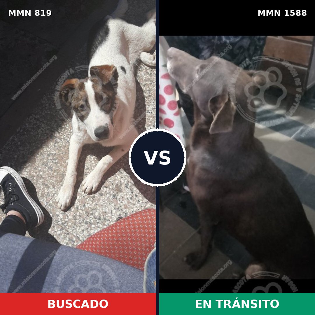 Comparativa MMS 32274: mascota perdida y mascota encontrada, 59% de similitud