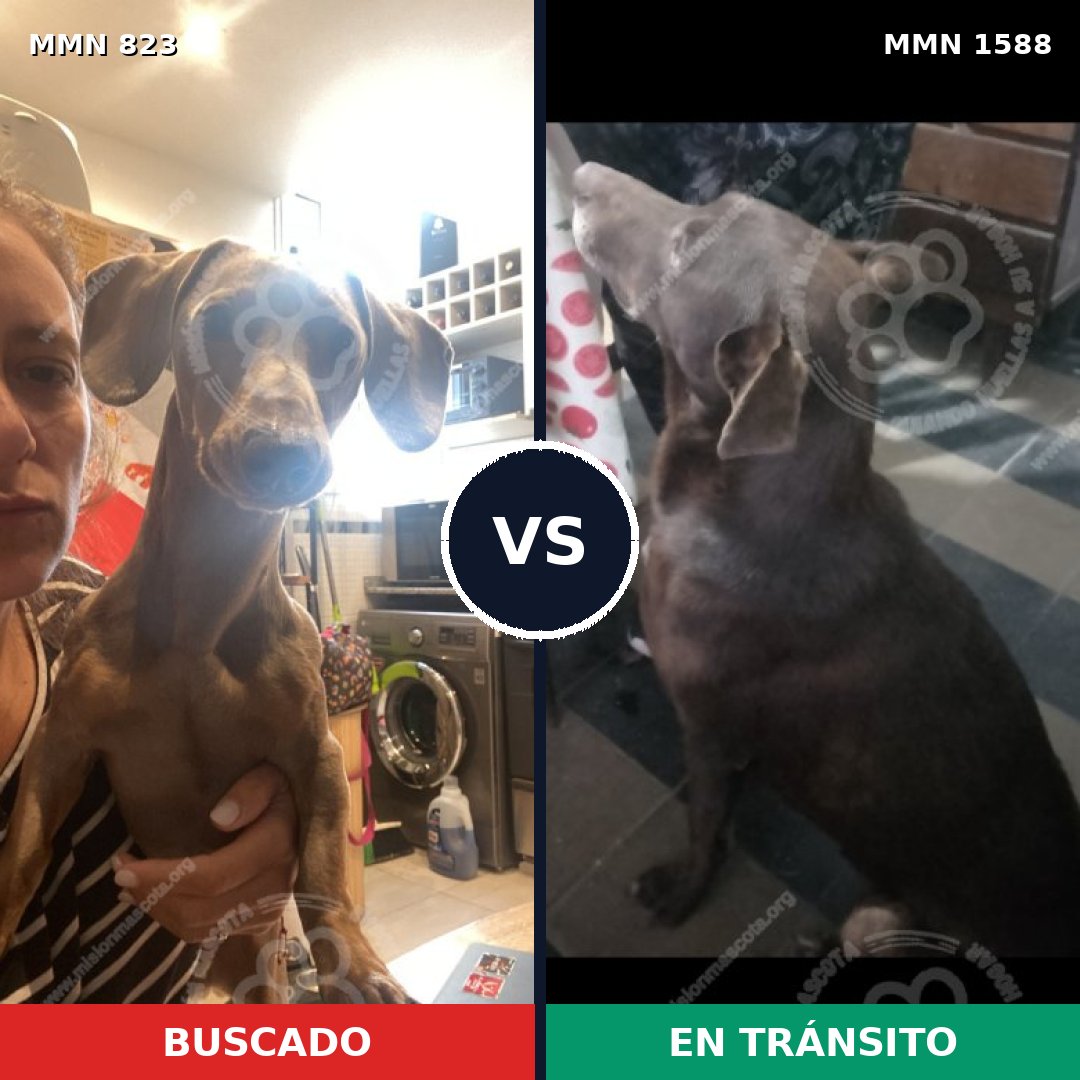 Comparativa MMS 32275: mascota perdida y mascota encontrada, 29% de similitud