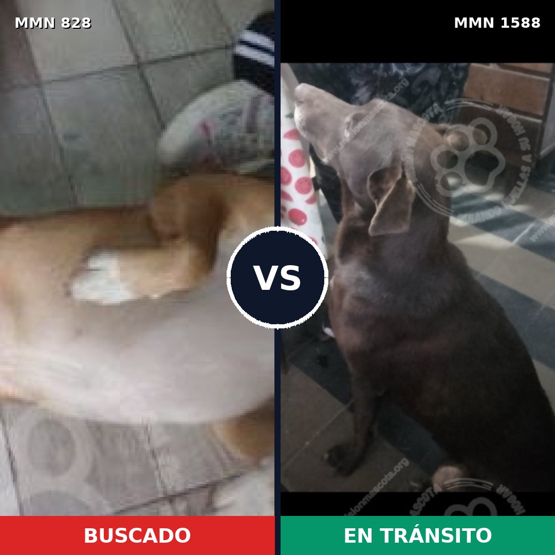 Comparativa MMS 32276: mascota perdida y mascota encontrada, 60% de similitud