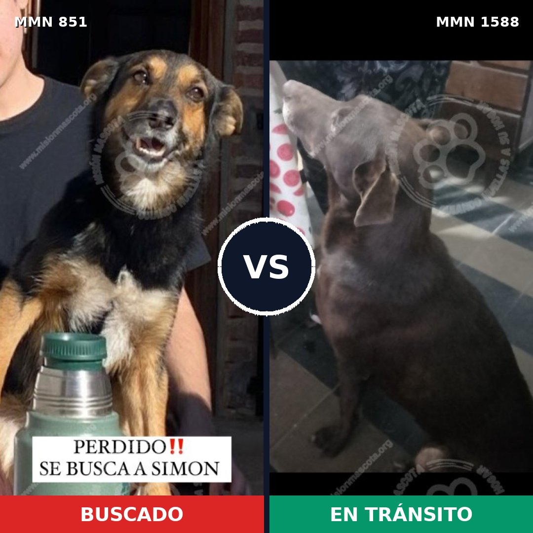 Comparativa MMS 32277: mascota perdida y mascota encontrada, 56% de similitud