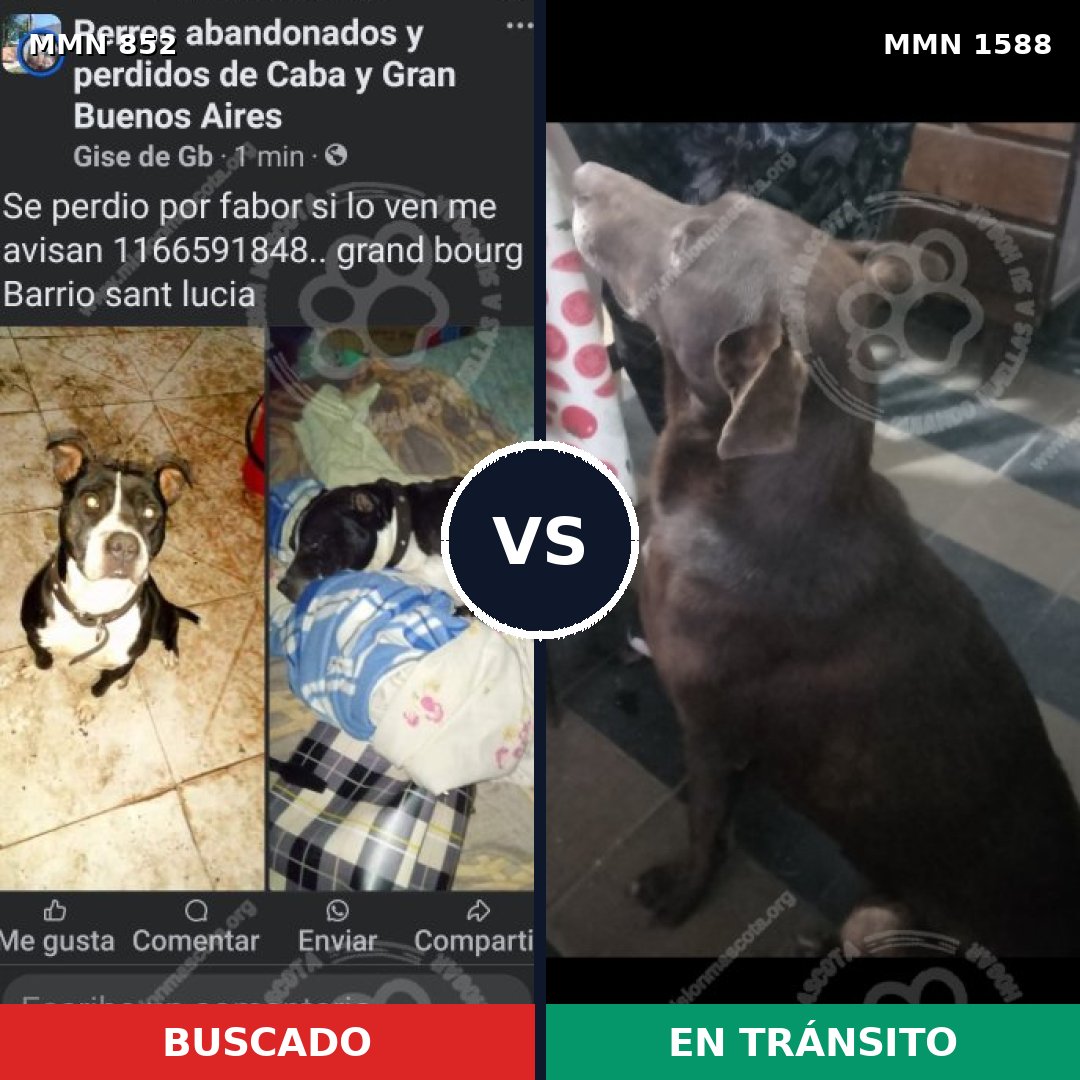 Comparativa MMS 32278: mascota perdida y mascota encontrada, 47% de similitud