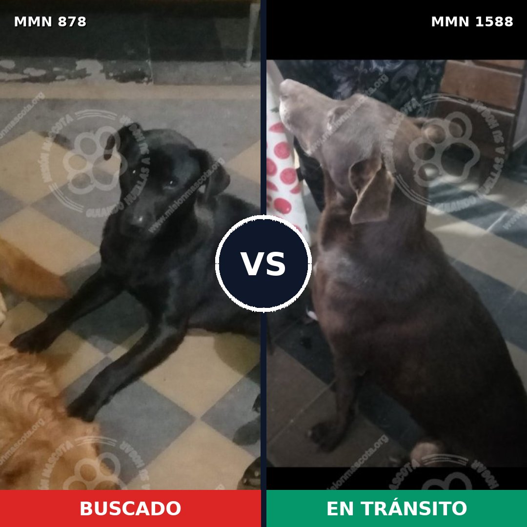 Comparativa MMS 32280: mascota perdida y mascota encontrada, 36% de similitud