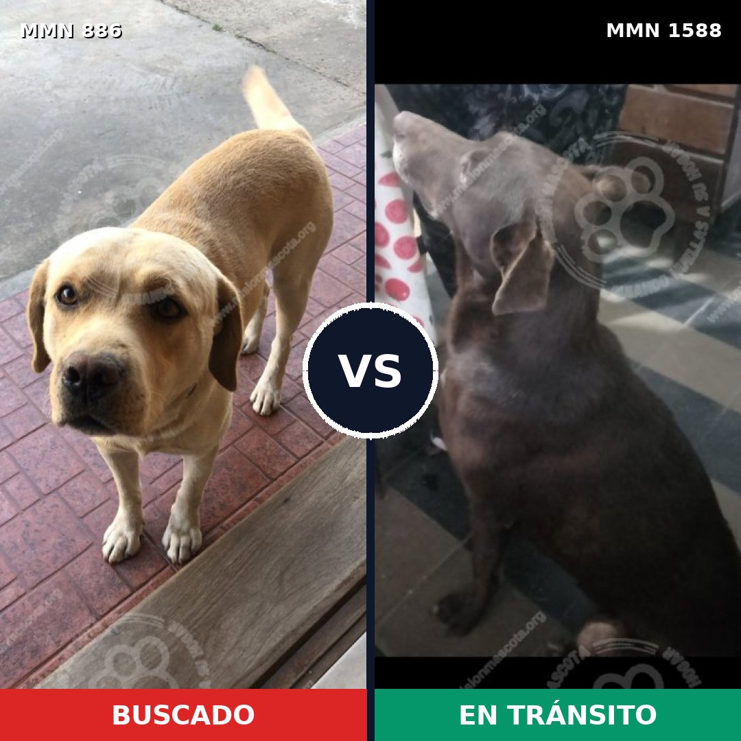 Comparativa MMS 32281: mascota perdida y mascota encontrada, 29% de similitud