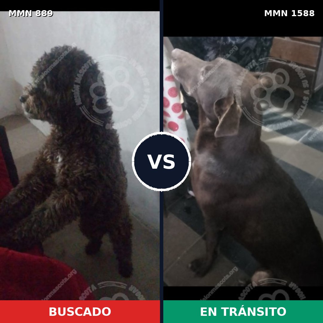 Comparativa MMS 32282: mascota perdida y mascota encontrada, 33% de similitud