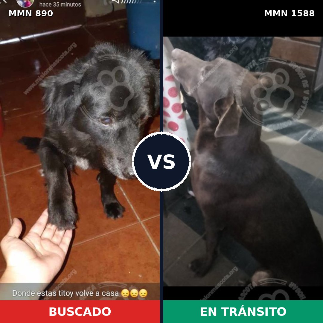 Comparativa MMS 32283: mascota perdida y mascota encontrada, 23% de similitud