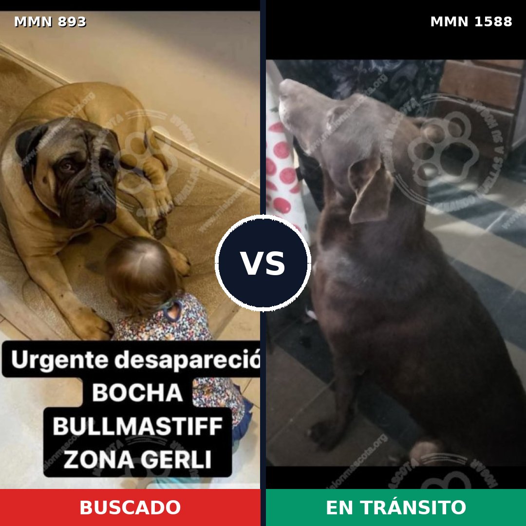 Comparativa MMS 32284: mascota perdida y mascota encontrada, 35% de similitud