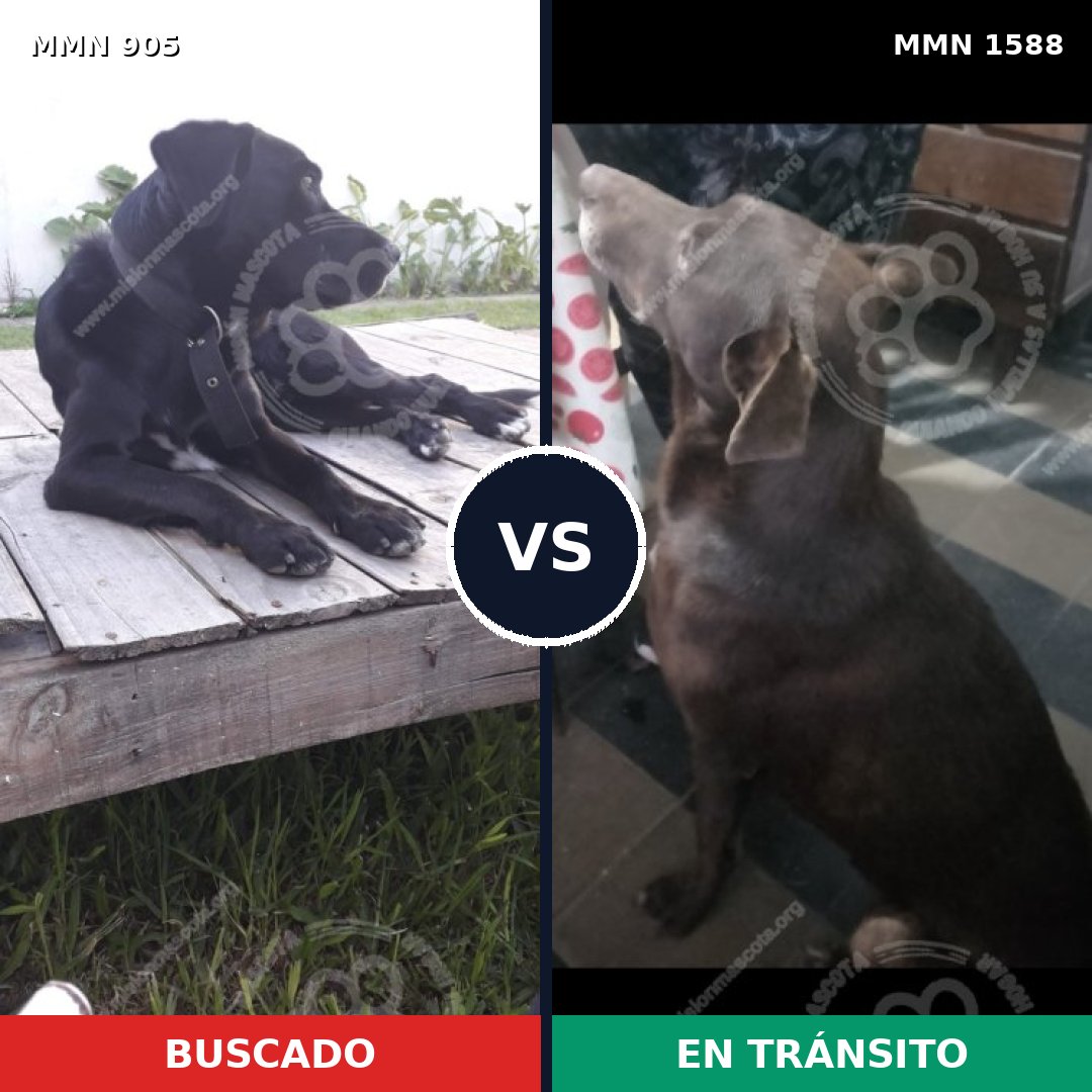 Comparativa MMS 32285: mascota perdida y mascota encontrada, 59% de similitud