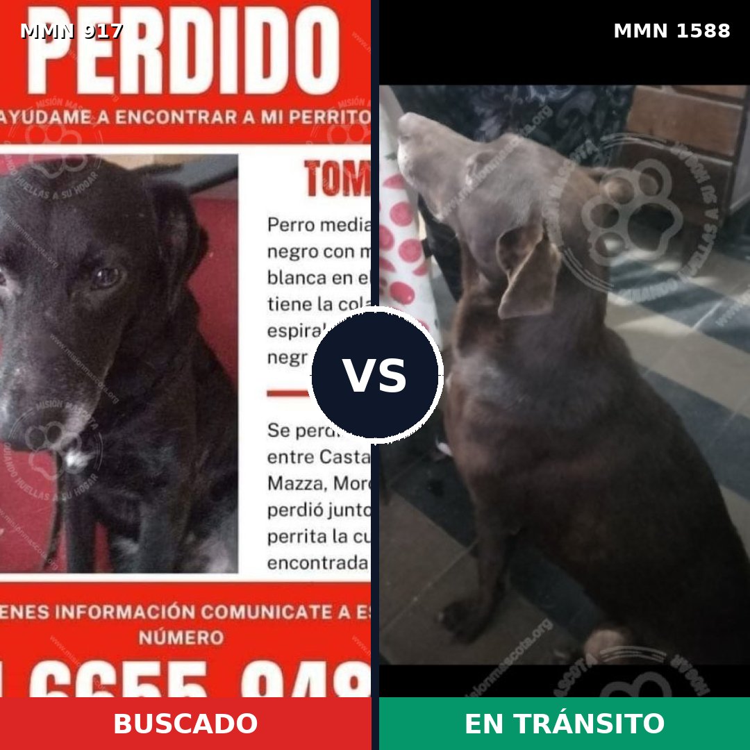Comparativa MMS 32286: mascota perdida y mascota encontrada, 34% de similitud