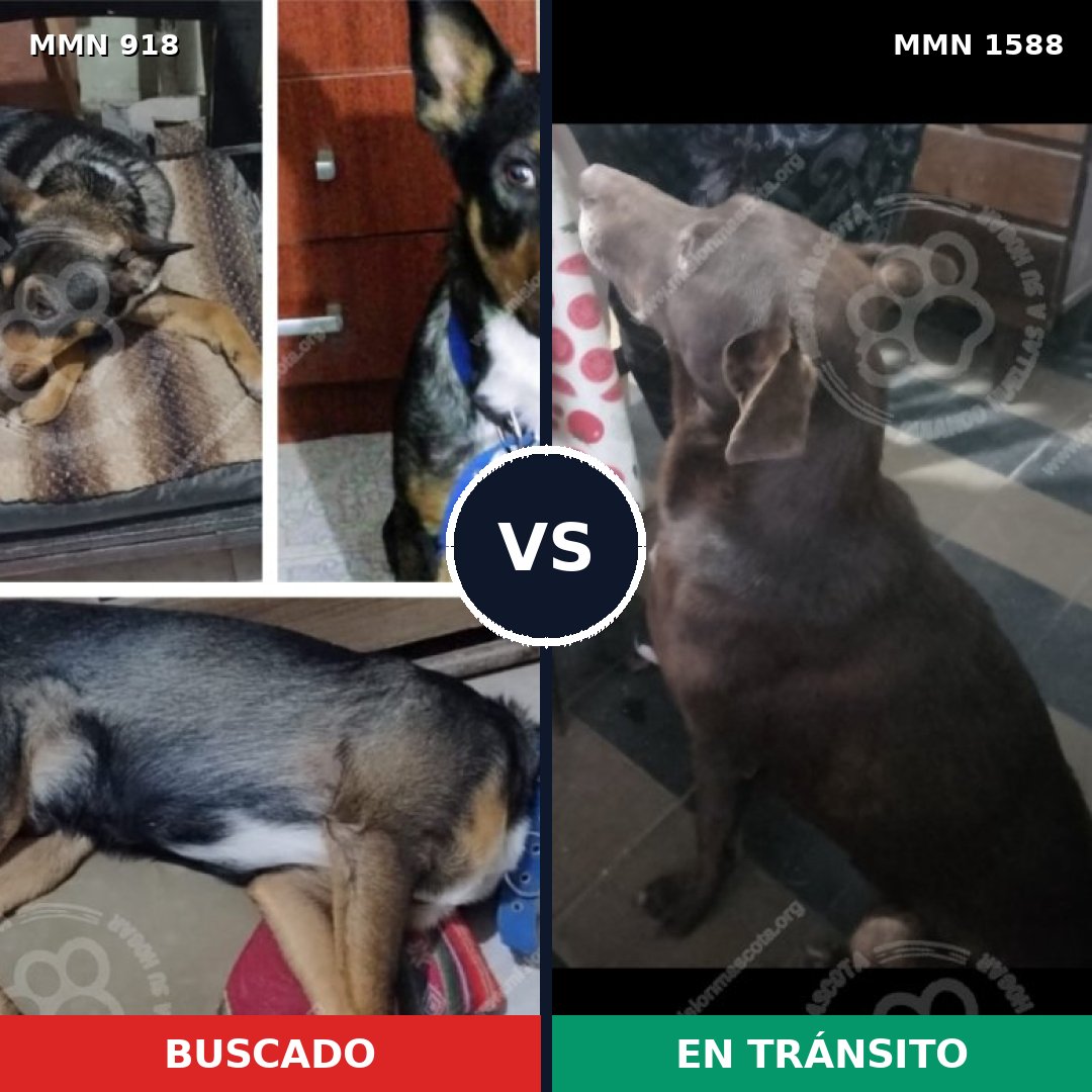 Comparativa MMS 32287: mascota perdida y mascota encontrada, 27% de similitud