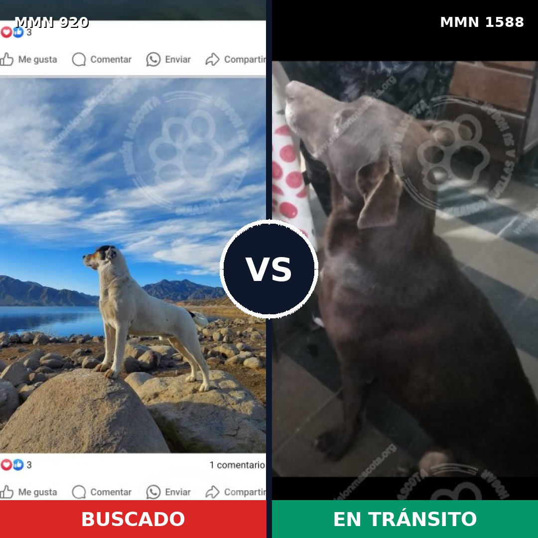 Comparativa MMS 32289: mascota perdida y mascota encontrada, 36% de similitud