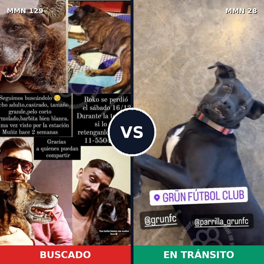 Comparativa MMS 3229: mascota perdida y mascota encontrada, 10% de similitud