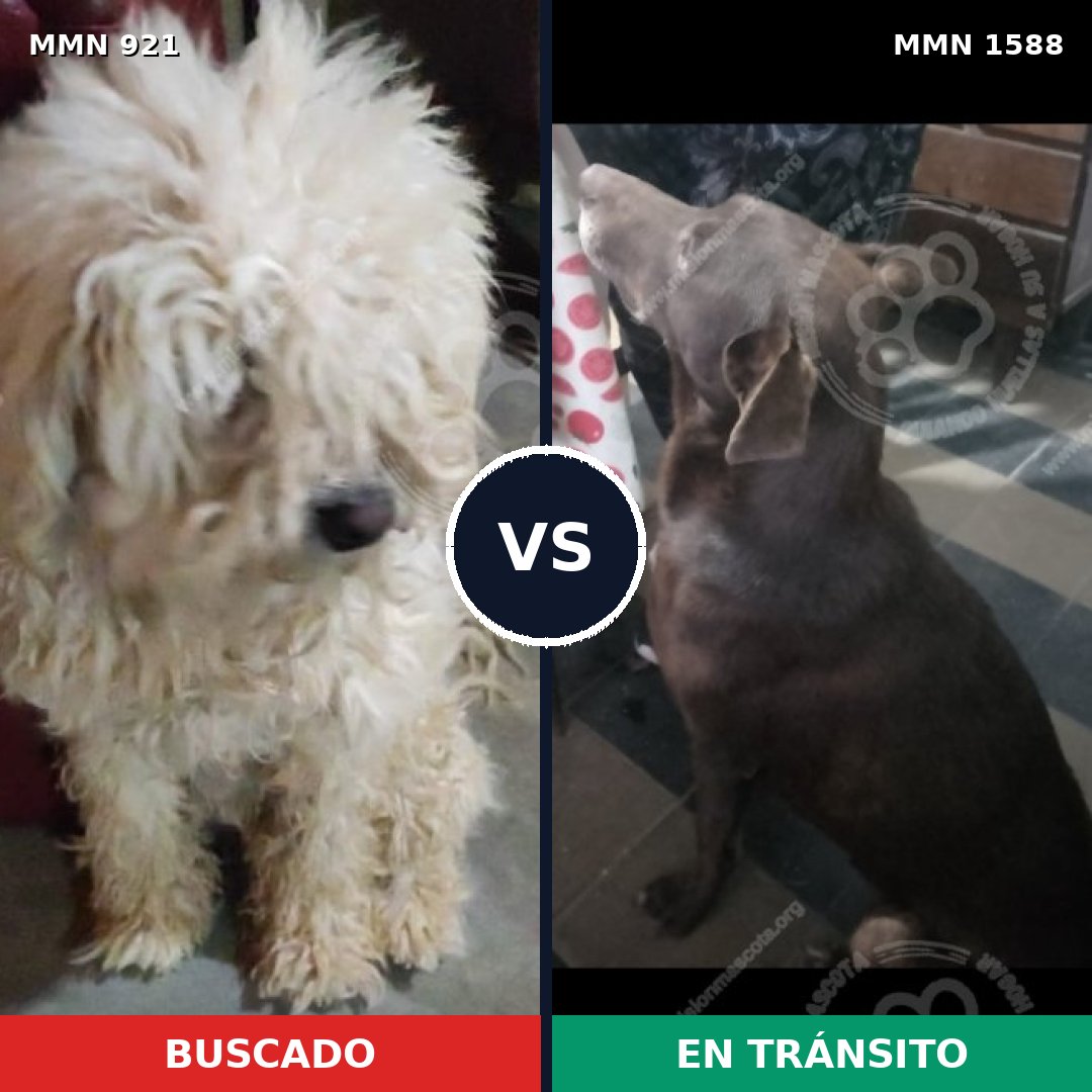 Comparativa MMS 32290: mascota perdida y mascota encontrada, 24% de similitud