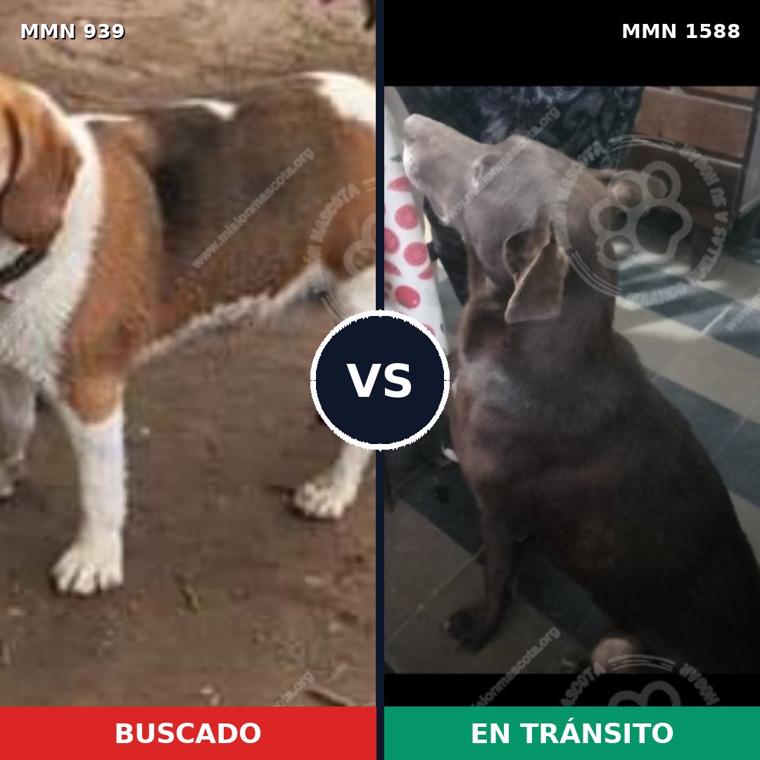 Comparativa MMS 32291: mascota perdida y mascota encontrada, 33% de similitud