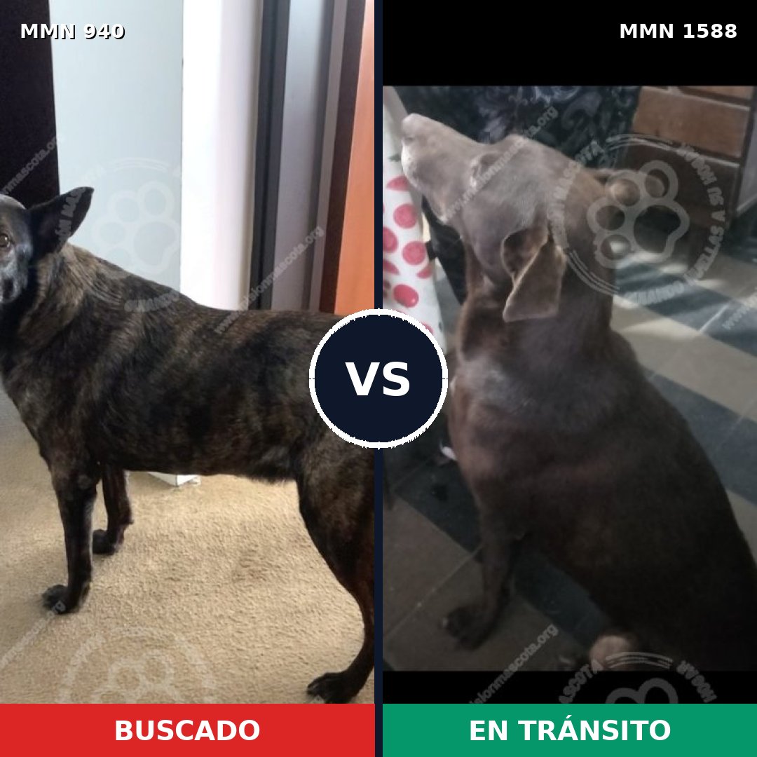 Comparativa MMS 32292: mascota perdida y mascota encontrada, 61% de similitud